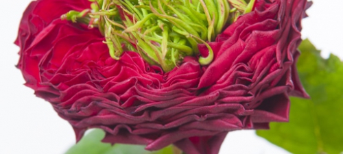Over Floweracademy.TV