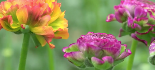 Geschiedenis Floweracademy.TV